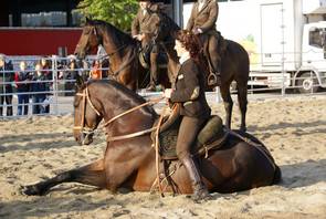cavallo-maremmano-da-lavoro