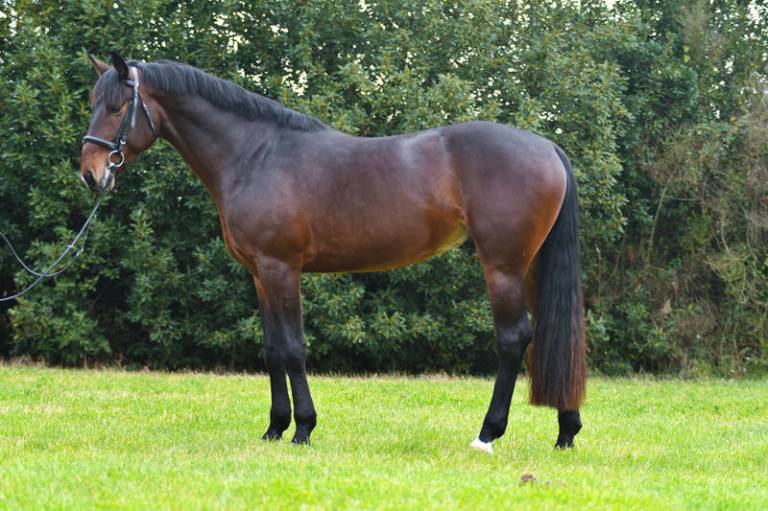 Stallone-approvato-2017-primo-classificato-M.CAESAR DELLA LEIA