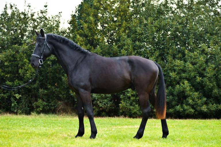 Stallone-approvato-2017-quarto-classificato-M. Caronte Scuro