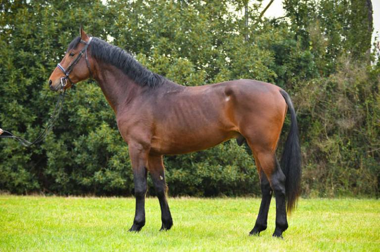 Stallone-approvato-2017-quinto-classificato-M. Cerro dell'Alberese