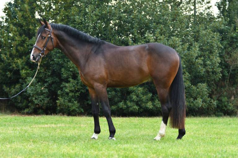 Stallone-approvato-2017-secondo-classificato-M.Coriandolo