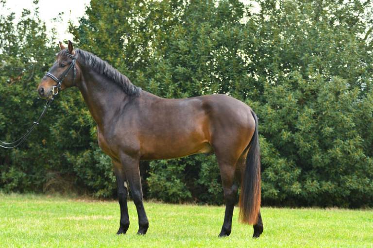 Stallone-approvato-2017-terzo-classificato-M.Canapino