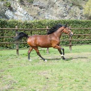 Fattrice-1-classificata